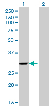 Western Blot analysis of WBSCR1 expression in transfected 293T cell line by WBSCR1 monoclonal antibody (M07), clone 4B2.Lane 1: WBSCR1 transfected lysate(27.4 KDa).Lane 2: Non-transfected lysate.