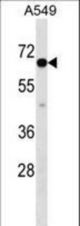 CLPTM1L Antibody western blot of A549 cell line lysates (35 ug/lane). The CLPTM1L antibody detected the CLPTM1L protein (arrow).