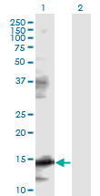 Western Blot analysis of EIF5A expression in transfected 293T cell line by EIF5A monoclonal antibody (M01), clone 8C1.Lane 1: EIF5A transfected lysate(16.8 KDa).Lane 2: Non-transfected lysate.