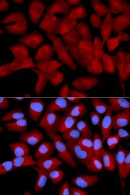 Immunofluorescence analysis of U2OS cell using EIF5A antibody. Blue: DAPI for nuclear staining.