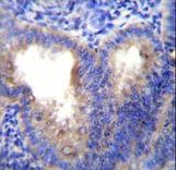 EIF5AL1 Antibody immunohistochemistry of formalin-fixed and paraffin-embedded human uterus tissue followed by peroxidase-conjugated secondary antibody and DAB staining.