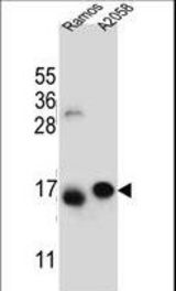 EIF5AL1 Antibody western blot of Ramos,A2058 cell line lysates (35 ug/lane). The EIF5AL1 antibody detected the EIF5AL1 protein (arrow).