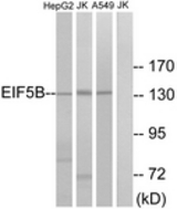 Western blot of extracts from Jurkat/HepG2/A549 cells, using EIF5B Antibody. The lane on the right is treated with the synthesized peptide.