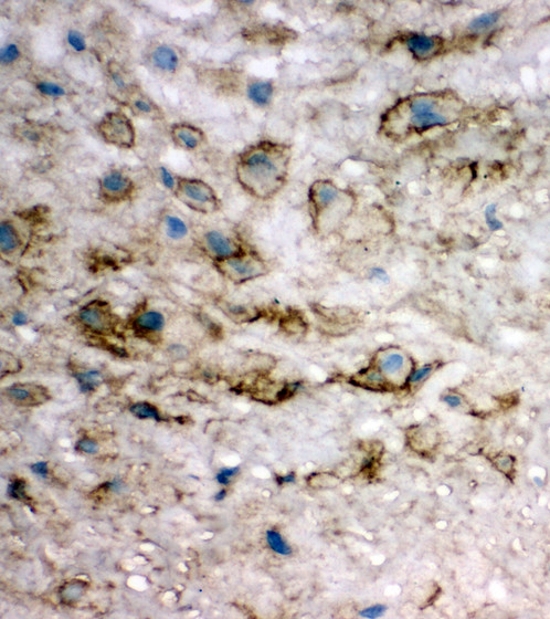 EIF6 antibody. IHC(F): Human Placenta Tissue.