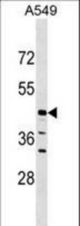 ELAC1 Antibody western blot of A549 cell line lysates (35 ug/lane). The ELAC1 antibody detected the ELAC1 protein (arrow).