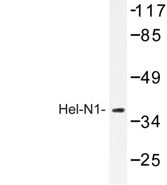 Western blot of Hel-N1 (S27) pAb in extracts from HepG2 cell.