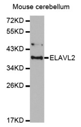 Western blot analysis of extracts of Mouse cerebellum cell lines, using ELAVL2 antibody. .