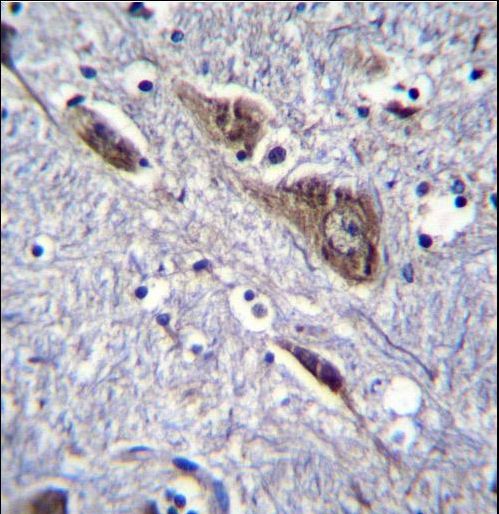 ELAVL2 Antibody immunohistochemistry of formalin-fixed and paraffin-embedded human brain tissue followed by peroxidase-conjugated secondary antibody and DAB staining.