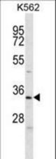 ELAVL2 Antibody western blot of K562 cell line lysates (35 ug/lane). The ELAVL2 antibody detected the ELAVL2 protein (arrow).