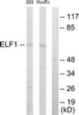 Western blot of extracts from 293/HUVEC cells, using ELF1 Antibody. The lane on the right is treated with the synthesized peptide.