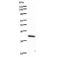 Western blot analysis of immunized recombinant protein, using anti-ELF2 monoclonal antibody.