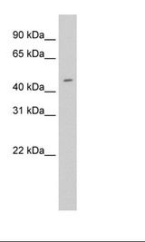 Trachea Lysate