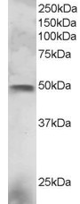 Antibody staining (3 ug/ml) of NCI-H460 lysate (RIPA buffer, 30 ug total protein per lane). Primary incubated for 1 hour. Detected by Western blot of chemiluminescence.