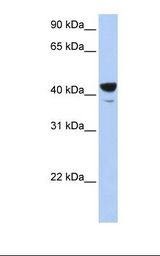 MCF7 cell lysate. Antibody concentration: 1.0 ug/ml. Gel concentration: 12%.