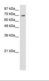 Transfected 293T Cell Lysate