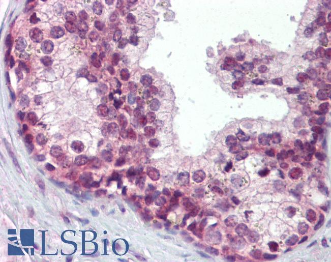 Anti-ELF4 antibody IHC of human prostate. Immunohistochemistry of formalin-fixed, paraffin-embedded tissue after heat-induced antigen retrieval. Antibody LS-B3635 concentration 10 ug/ml.