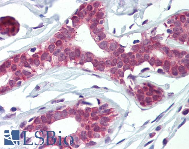 Anti-ELF4 antibody IHC of human breast. Immunohistochemistry of formalin-fixed, paraffin-embedded tissue after heat-induced antigen retrieval. Antibody LS-B3635 concentration 10 ug/ml.