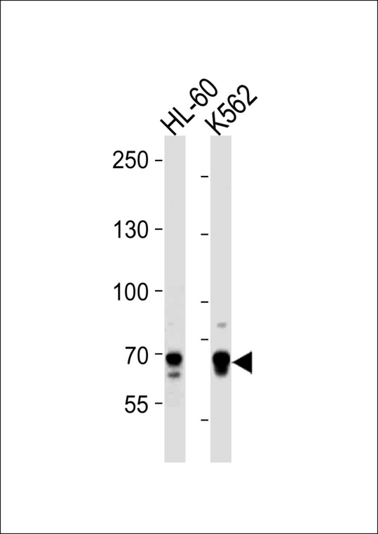 ELF4 Antibody western blot of HL-60,K562 cell line lysates (35 ug/lane). The ELF4 antibody detected the ELF4 protein (arrow).