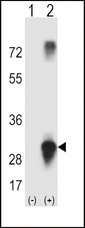 Western blot of ELF5 (arrow) using rabbit polyclonal ELF5 Antibody. 293 cell lysates (2 ug/lane) either nontransfected (Lane 1) or transiently transfected (Lane 2) with the ELF5 gene.