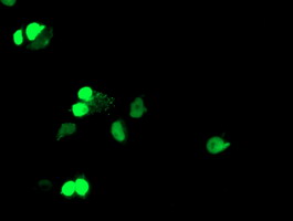 Anti-ELK3 mouse monoclonal antibody immunofluorescent staining of COS7 cells transiently transfected by pCMV6-ENTRY ELK3.
