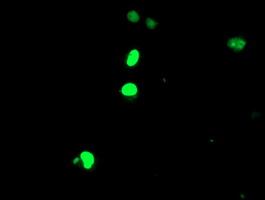 Anti-ELK3 mouse monoclonal antibody immunofluorescent staining of COS7 cells transiently transfected by pCMV6-ENTRY ELK3.