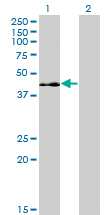Western Blot analysis of ELK3 expression in transfected 293T cell line by ELK3 monoclonal antibody (M02), clone 3A12.Lane 1: ELK3 transfected lysate(44.2 KDa).Lane 2: Non-transfected lysate.