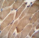 ELMO2 Antibody immunohistochemistry of formalin-fixed and paraffin-embedded human skeletal muscle followed by peroxidase-conjugated secondary antibody and DAB staining.