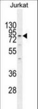 ELMO2 Antibody western blot of Jurkat cell line lysates (35 ug/lane). The ELMO2 antibody detected the ELMO2 protein (arrow).