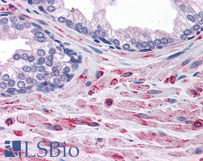 Anti-ELMO2 antibody IHC of human prostate. Immunohistochemistry of formalin-fixed, paraffin-embedded tissue after heat-induced antigen retrieval. Antibody LS-B4921 concentration 3.75 ug/ml.