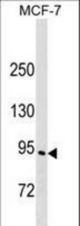 ELMO3 Antibody western blot of MCF-7 cell line lysates (35 ug/lane). The ELMO3 antibody detected the ELMO3 protein (arrow).