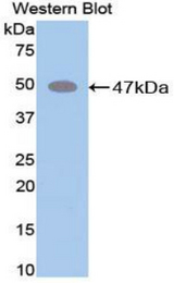 Western blot of recombinant ELN / Elastin.