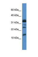 ELOF1 antibody LS-C135793 Western blot of Fetal Liver lysate. Antibody concentration 1 ug/ml.