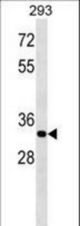 ELOVL4 Antibody western blot of 293 cell line lysates (35 ug/lane). The ELOVL4 antibody detected the ELOVL4 protein (arrow).