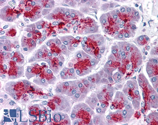 Anti-ELOVL7 antibody IHC of human pancreas. Immunohistochemistry of formalin-fixed, paraffin-embedded tissue after heat-induced antigen retrieval. Antibody LS-B4637 concentration 5 ug/ml.