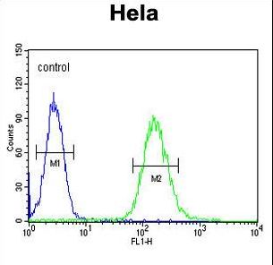 CLTC Antibody flow cytometry of HeLa cells (right histogram) compared to a negative control cell (left histogram). FITC-conjugated goat-anti-rabbit secondary antibodies were used for the analysis.