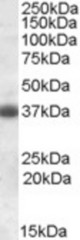 Antibody (0.3 ug/ml) staining of Rat Brain lysate (35 ug protein in RIPA buffer). Primary incubation was 1 hour. Detected by chemiluminescence