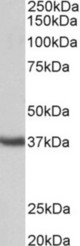 CLU antibody (0.3 ug/ml) staining of Mouse Testis lysate (35 ug protein in RIPA buffer). Primary incubation was 1 hour. Detected by chemiluminescence.