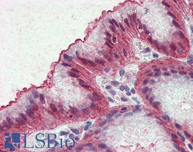 Anti-EMB antibody LS-A8839 IHC of human stomach. Immunohistochemistry of formalin-fixed, paraffin-embedded tissue after heat-induced antigen retrieval.