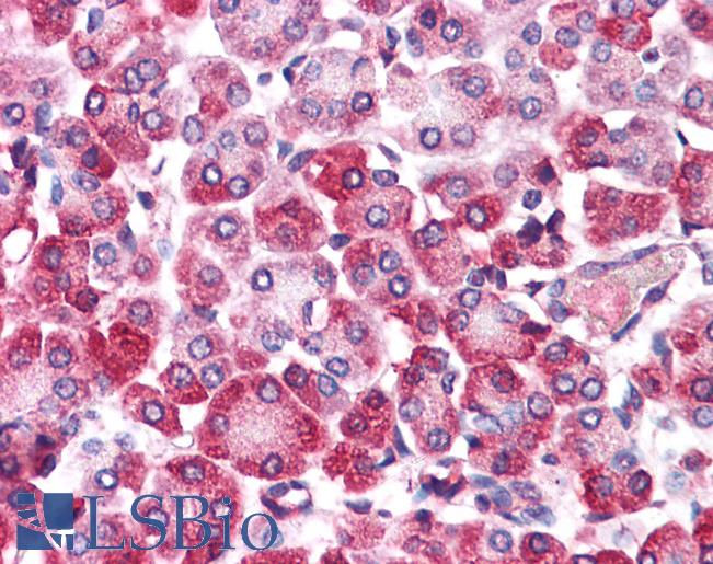Anti-EMB antibody LS-A8841 IHC of human pancreas. Immunohistochemistry of formalin-fixed, paraffin-embedded tissue after heat-induced antigen retrieval.