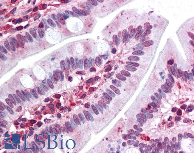 Anti-EMB antibody LS-A8841 IHC of human small intestine. Immunohistochemistry of formalin-fixed, paraffin-embedded tissue after heat-induced antigen retrieval.