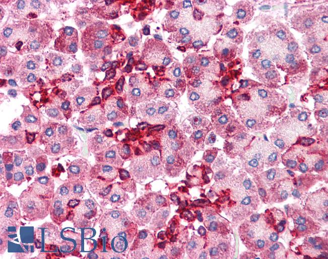 Anti-EMB antibody LS-A8838 IHC of human pancreas. Immunohistochemistry of formalin-fixed, paraffin-embedded tissue after heat-induced antigen retrieval.