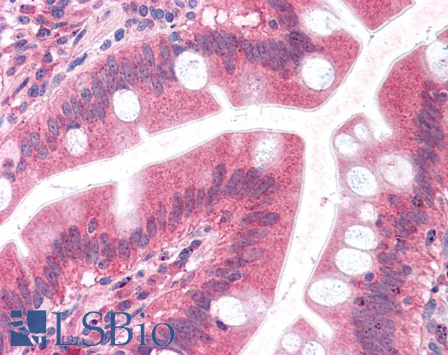 Anti-EMB antibody LS-A8838 IHC of human small intestine. Immunohistochemistry of formalin-fixed, paraffin-embedded tissue after heat-induced antigen retrieval.