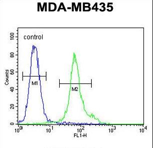 TM111 Antibody flow cytometry of MDA-MB435 cells (right histogram) compared to a negative control cell (left histogram). FITC-conjugated goat-anti-rabbit secondary antibodies were used for the analysis.