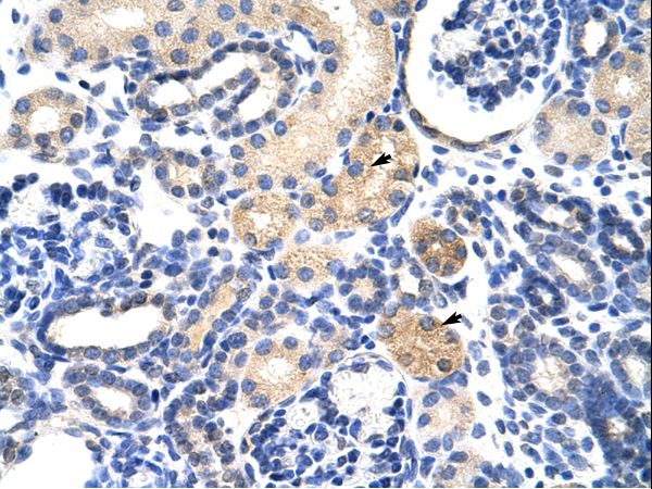 EMG1 antibody LS-C30367 was used in IHC to stain formalin-fixed, paraffin-embedded human kidney.