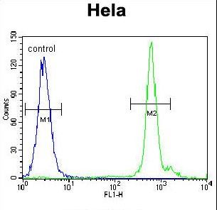 EMG1 Antibody flow cytometry of HeLa cells (right histogram) compared to a negative control cell (left histogram). FITC-conjugated goat-anti-rabbit secondary antibodies were used for the analysis.
