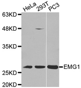 Western blot analysis of extracts of various cell lines, using EMG1 antibody.