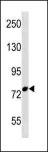 FBXO43 Antibody western blot of Ramos cell line lysates (35 ug/lane). The FBXO43 antibody detected the FBXO43 protein (arrow).