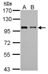 Sample (30 ug of whole cell lysate). A: NIH-3T3, B: JC. 7.5% SDS PAGE. EMI2 / FBXO43 antibody diluted at 1:1000.