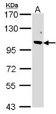 Sample (30 ug of whole cell lysate). A:293T. 7.5% SDS PAGE. EMI2 / FBXO43 antibody diluted at 1:1000.