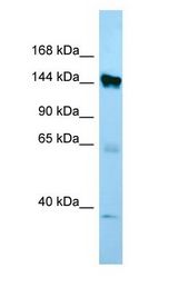 EMILIN1 / EMI antibody Western Blot of MCF7.